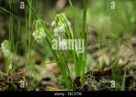 Bianco Fiori chiusa di aglio Italiano / Allium pendulinum Foto Stock