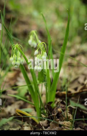 Bianco Fiori chiusa di aglio Italiano / Allium pendulinum Foto Stock