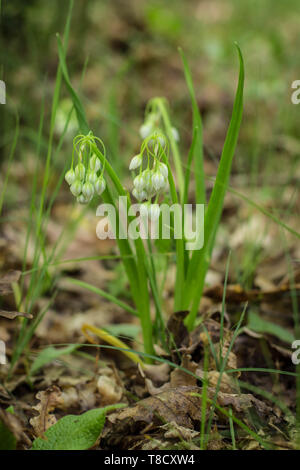 Bianco Fiori chiusa di aglio Italiano / Allium pendulinum Foto Stock