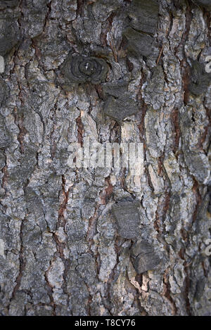 Cedrus deodara corteccia close up Foto Stock