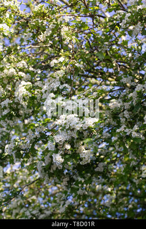 Crataegus monogyna blossom. Biancospino fiorisce in primavera. Foto Stock