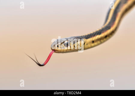 Common garter snake (Thamnophis sirtalis) con la sua tonque, Iowa, USA Foto Stock