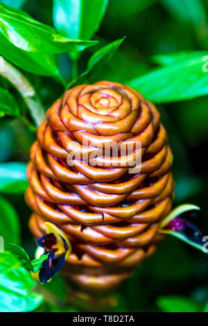 Zingiber Spectabile aka beehive zenzero (Kew Gardens, Londra, Regno Unito) Foto Stock