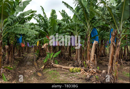 Coltivazione della banana, Innisfail, Queensland, Australia Foto Stock