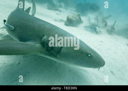 Close up marrone squalo nutrice, Ginglymostoma cirratum, passando sopra il pavimento della barriera corallina Foto Stock
