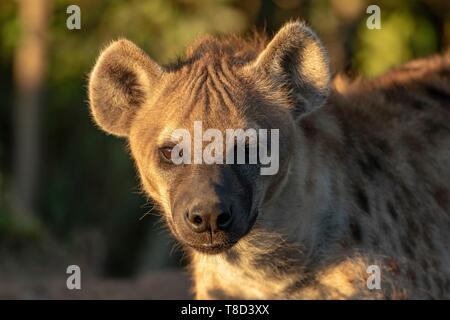 Kenia Masai Mara Game Reserve, spotted hyena (Crocuta crocuta), close up Foto Stock