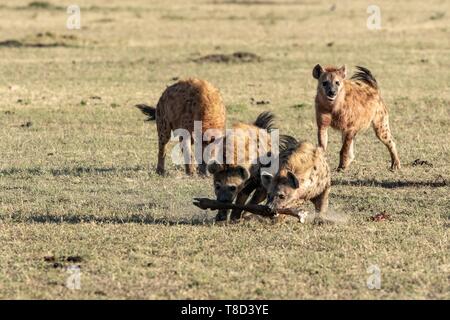 Kenia Masai Mara Game Reserve, spotted hyena (Crocuta crocuta), femmine in lotta per una gamba GNU Foto Stock