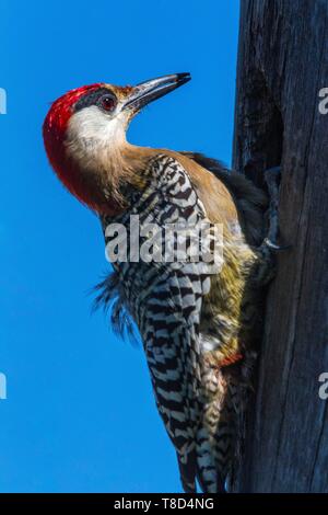 Cuba, provincia di Cienfuegos, Cienfuegos, la riserva di Laguna de Guanaroca, nero-browed picchio rosso maggiore (Melanerpes superciliaris) Foto Stock