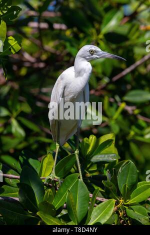 Cuba, provincia di Cienfuegos, Cienfuegos, la riserva di Laguna de Guanaroca, Aigrette Garzette Foto Stock