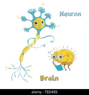 Illustrazione Vettoriale di struttura del neurone umano sano e cervello umano. Divertente illustrazione educativi per i bambini. Personaggi isolati. Illustrazione Vettoriale