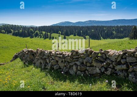 Francia, Giura, Les Moussieres, secco muro di pietra nella valle di Bellecombe Foto Stock