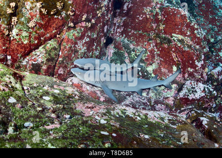 Bianco-punta gli squali (Triaenodon obesus) stanno dormendo nella bocchetta a lancia a Roca Partida - paesaggio subacqueo di Revillagigedo Arcipelago Foto Stock