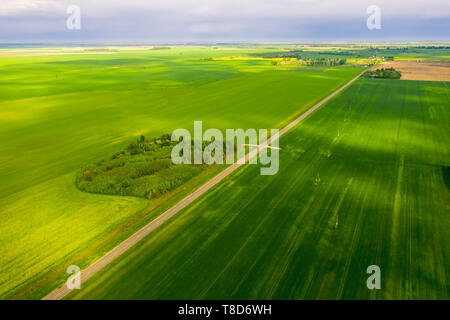 Colore verde brillante campi della Bielorussia seminate a frumento. Vista aerea Foto Stock