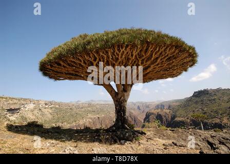 Yemen e Socotra Governatorato, isola di Socotra, classificato come patrimonio mondiale dall UNESCO, Dicksam, foresta di Socotra dragon tree (Dracaena cinnabari), specie endemiche Foto Stock