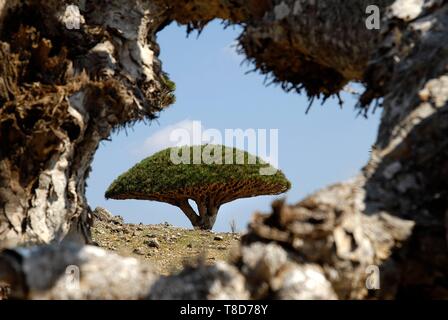 Yemen e Socotra Governatorato, isola di Socotra, classificato come patrimonio mondiale dall UNESCO, Dicksam, foresta di Socotra dragon tree (Dracaena cinnabari), specie endemiche Foto Stock