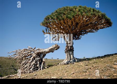 Yemen e Socotra Governatorato, isola di Socotra, classificato come patrimonio mondiale dall UNESCO, Dicksam, foresta di Socotra dragon tree (Dracaena cinnabari), specie endemiche Foto Stock