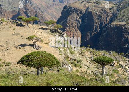 Yemen e Socotra Governatorato, isola di Socotra, classificato come patrimonio mondiale dall UNESCO, Dicksam, foresta di Socotra dragon tree (Dracaena cinnabari), specie endemiche Foto Stock