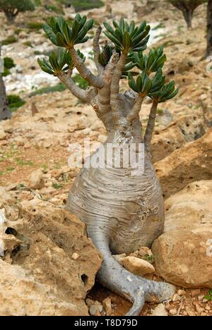 Yemen e Socotra Governatorato, isola di Socotra, classificato come patrimonio mondiale dall UNESCO, Homhil Riserva Naturale, Adenium, Desert Rose (Adenium obesum socotranum subsp) Foto Stock