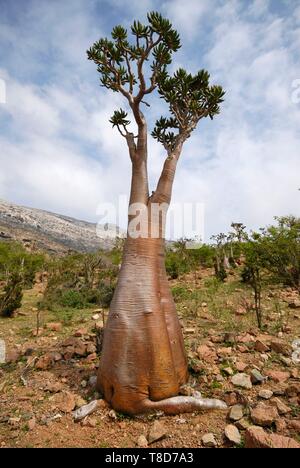 Yemen e Socotra Governatorato, isola di Socotra, classificato come patrimonio mondiale dall UNESCO, Homhil Riserva Naturale, Adenium, Desert Rose (Adenium obesum socotranum subsp) Foto Stock