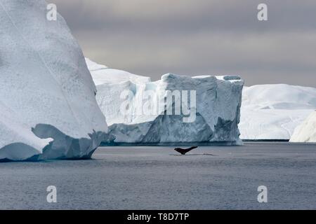 La Groenlandia, costa ovest, Disko Bay, Ilulissat, icebergs elencati come patrimonio mondiale dall' UNESCO che è la bocca del Sermeq Kujalleq Glacier, la coda di un diving Humpback Whale (Megaptera novaeangliae) nella parte anteriore di un iceberg Foto Stock