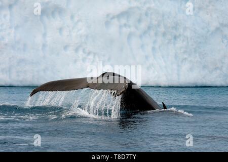 La Groenlandia, costa ovest, Disko Bay, Ilulissat, icebergs elencati come patrimonio mondiale dall' UNESCO che è la bocca del Sermeq Kujalleq Glacier, la coda di un diving Humpback Whale (Megaptera novaeangliae) nella parte anteriore di un iceberg Foto Stock