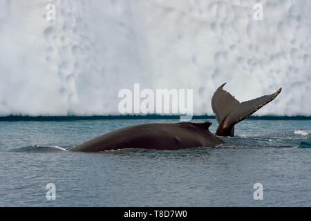 La Groenlandia, costa ovest, Disko Bay, Ilulissat, icebergs elencati come patrimonio mondiale dall' UNESCO che è la bocca del Sermeq Kujalleq Glacier, la coda di un diving Humpback Whale (Megaptera novaeangliae) nella parte anteriore di un iceberg Foto Stock