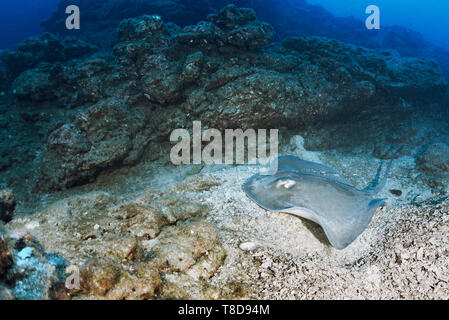 Il comune di stingray (Dasyatis pastinaca) è nuotare sopra la sabbia patch attraverso il paesaggio subacqueo di Revillagigedo Arcipelago Foto Stock