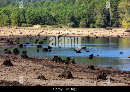 Francia, Corse du Sud, Parco Naturale Regionale della Corsica, Porto Vecchio, Lago di Ospedale Foto Stock