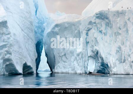 La Groenlandia, costa ovest, Disko Bay, Ilulissat, icebergs elencati come patrimonio mondiale dall' UNESCO che è la bocca del Sermeq Kujalleq ghiacciaio, Humpback Whale (Megaptera novaeangliae) Foto Stock