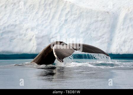 La Groenlandia, costa ovest, Disko Bay, Ilulissat, icebergs elencati come patrimonio mondiale dall' UNESCO che è la bocca del Sermeq Kujalleq Glacier, la coda di un diving Humpback Whale (Megaptera novaeangliae) nella parte anteriore di un iceberg Foto Stock