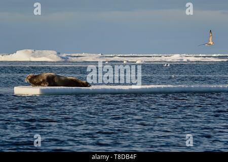 La Groenlandia, North West Coast, Smith sound a nord della baia di Baffin, guarnizione barbuto (Erignathus barbatus) giacente su un pezzo rotto del Mare Artico ice Foto Stock