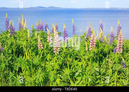 Canada, New Brunswick, Charlotte County, Chamcook, Ministri Isola, lupino lupino () con la Baia di Passamaquoddy in background Foto Stock