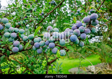 Prugnoli maturazione su Sloe o Prugnolo bush (Prunus spinosa). Foto Stock