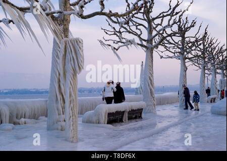 La Svizzera, nel Cantone di Vaud, Versoix, ai bordi del Lago di Ginevra ricoperta di ghiaccio in un freddo vento del nord, i rami degli alberi trasformati in ghirlande di ghiaccio Foto Stock