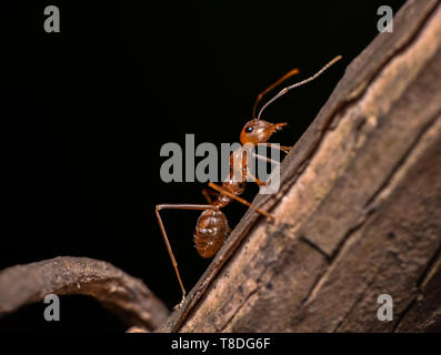 Piccola formica lavoratore Foto Stock