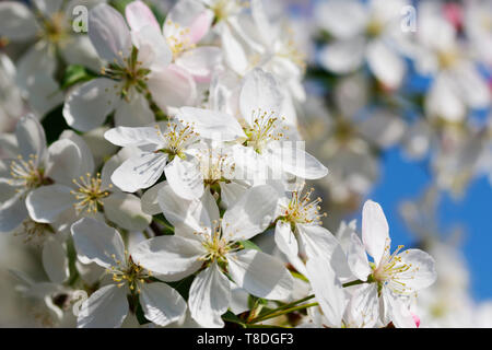 Close-up della splendida fioritura di primavera Foto Stock