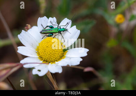 Oedemera nobilis. Beetle nel suo ambiente naturale. Foto Stock