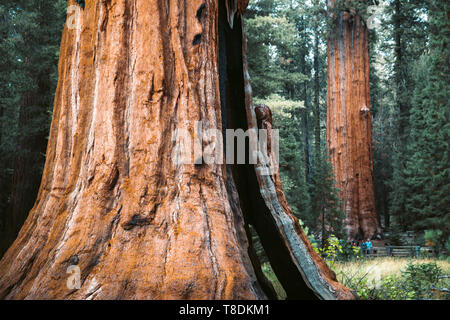 Vista panoramica del famoso sequoia gigante alberi, noto anche come giant redwoods o Sierra redwoods, in una bella giornata di sole con prati verdi d'estate, se Foto Stock