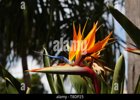 Uccello del Paradiso fiore in un giardino. Strelitzia reginae. Provincia di Malaga Costa del Sol. Andalusia, Spagna del Sud Europa Foto Stock