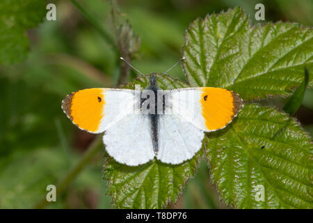 Punta arancione farfalla (Anthocharis cardamines, arancio-punta), maschio farfalla con ali aperte sul Rovo foglie, REGNO UNITO Foto Stock