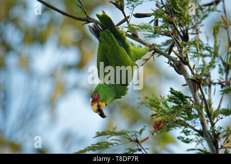 Bianco-fronteggiata Amazon o bianco-fronteggiata Parrot - Amazona albifrons Spectacled o Amazon Parrot, è una centrale di American specie di pappagallo. Foto Stock