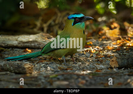 La lezione di motmot o Blu-diademed Motmot (Momotus lessonii) è un colorato vicino-passerine bird che si trovano nelle foreste e nei boschi del Messico meridionale a Foto Stock