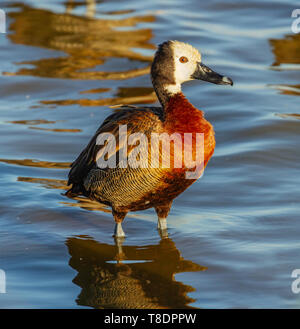 Di fronte bianco-sibili d'anatra, Dendrocygna viduata, stando in piedi in leggera ondulazione acqua liscia vista laterale di close-up del Parco Nazionale Amboseli Kenya Africa orientale Foto Stock