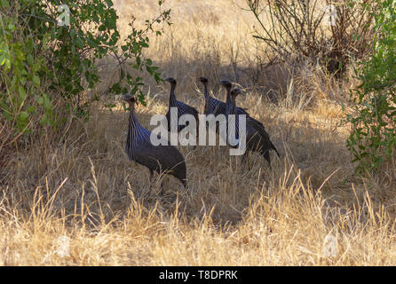 Confusione gruppo di cinque vulturine le faraone Acryllium vulturinum ombreggiate erba gialla Samburu Riserva nazionale del Kenya Africa orientale Foto Stock