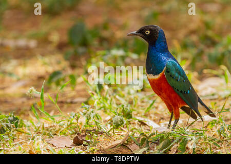 Superba starling Lamprotornis superbus Spreo superbus iridato uccello variopinto Samburu Riserva nazionale del Kenya Africa orientale Foto Stock