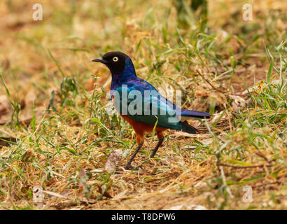 Superba starling Lamprotornis superbus Spreo superbus iridato uccello variopinto Samburu Riserva nazionale del Kenya Africa orientale Foto Stock