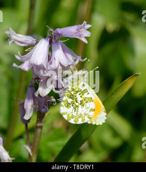 Punta arancione Butterfly - Anthocharis cardamines maschio sul lato inferiore Bluebells spagnolo - Hyacinthoides hispanica Foto Stock