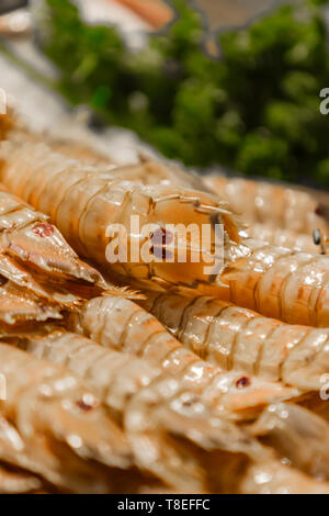 Fresh Squilla mantis (canocchia) sul mercato del pesce Foto Stock