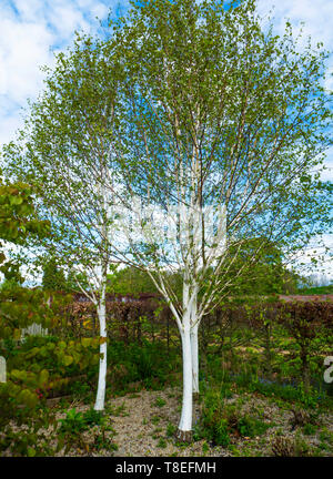 Tre bianchi di corteccia di betulla Betula utilis jacquemontii, nel North Yorkshire in primavera Foto Stock