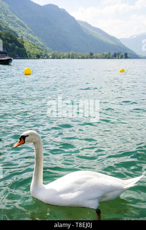 Swan, Talloire, il lago di Annecy, Alta Savoia, Francia Foto Stock